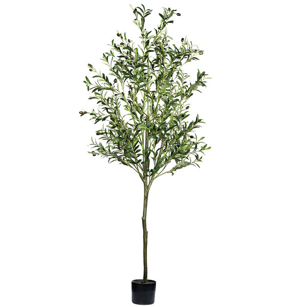 Primrue 72'' Faux Olive Tree in Pot & Reviews Wayfair